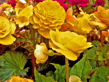 Yellow Flowers - flowers, yellow, nature, beautiful