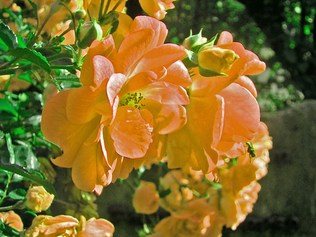 Pretty Flowers - pretty, flowers, beutiful, nature