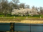 Spring Panarama