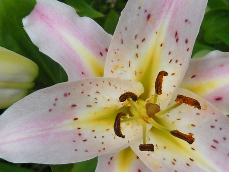 Scarlet Lilly - flowers, lillies, florals, gardens