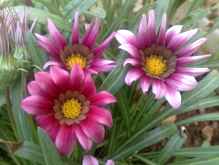 Nice Flowers - adorable, yellow, pink, plus