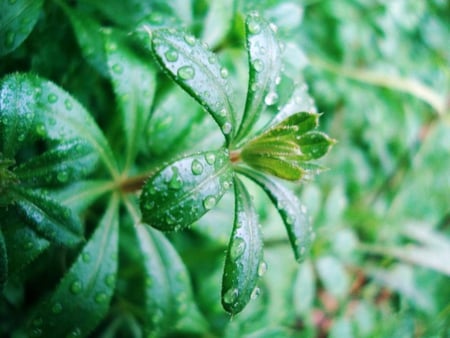 Freshness - plants, raindrops, fresh, green