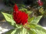 Lovely Red Flower