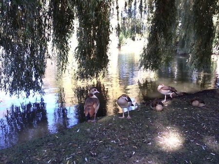 Time to take rest - relaxing, sunshine, view, birds