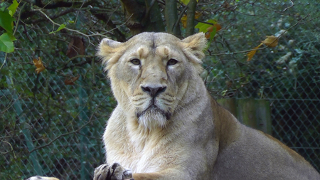 You've got her interested! - lions, africa, animals, cats