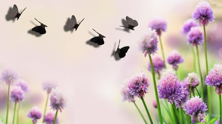 Purple Clover and Shadow Butterflies - summer, fading, purple flower, wild flower, blurred, clover, butterflies, firefox persona, fade