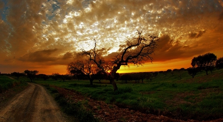 Amazing Sunset - road, sunset, tree, beautiful