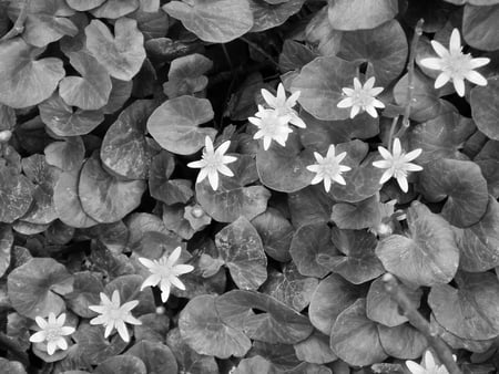 Black & White Flowers