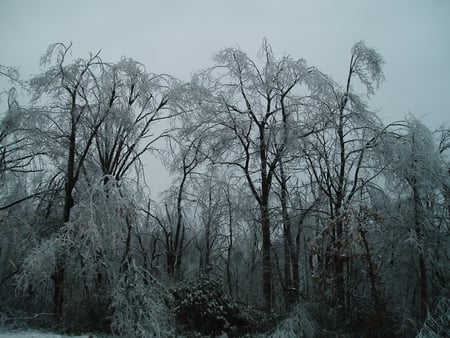 Evening Ice Storm - ice, trees, forest, snow, winter, storm