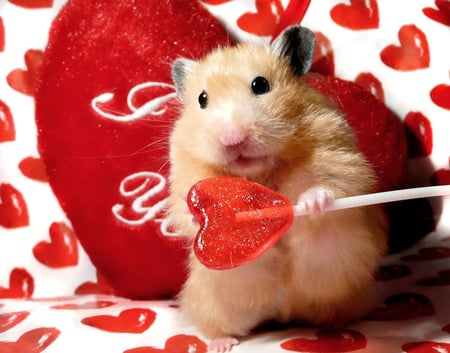 Delicious lollipop - hamster, love, heart, delicious, funny, chinese zodiac, red, rodents, animal, sweet, cute, lollipop, year of the rat