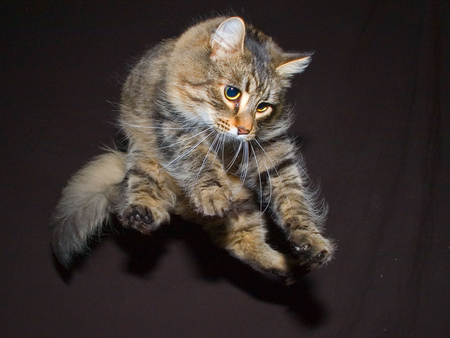 HI-YAH! - jumping, cat, kitty, photography, feline, animal, airborne