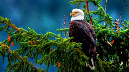 The Stare - bird, eagle, beautiful, stare, perched, tree