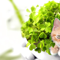 Cute kitty