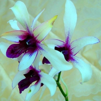 Orchid  For dear  Cinzia