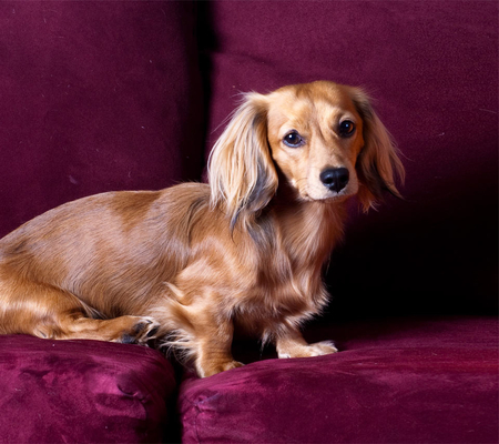 Sweet Dog - daschund, purple, couch, dog, lovely, sweet