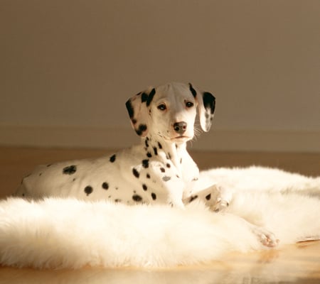 Cute and Elegant - fur, spooted, dog, daschund, elegant, cute