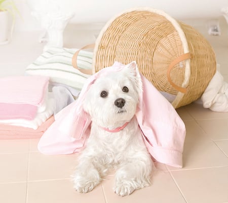 Mischievous Puppy - basket, look puppy, pillow, mischievous, cute, lovely, floor, pink