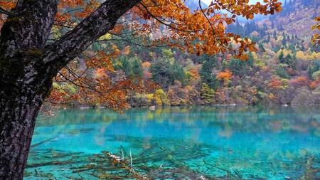 Autumn Foliage - trees, transparent, blue, autumn, colors, tree, foliage, leaves