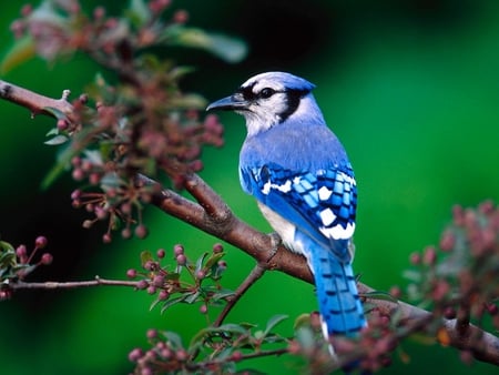 Blue Bird - blue, beak, animal, wings, tree, bird, fly