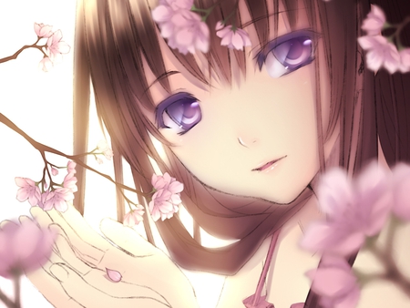 mikoto - beauty, cherry blossom, purple eyes, cute girl