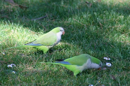 FEEDING - feeding, two, green, grass