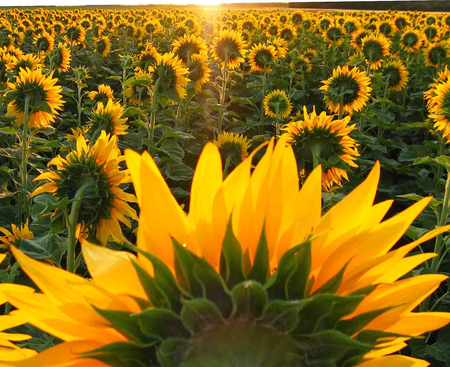 Army of Sunshine - sunlight, field, sunflowers, army