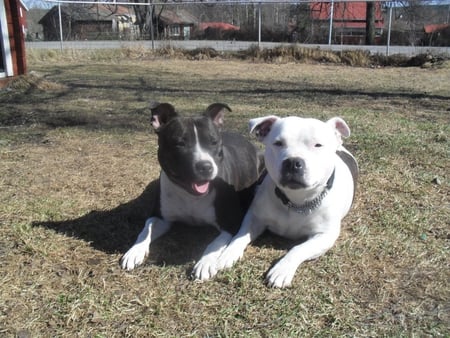 Black and White - cute, grass, dogs, two