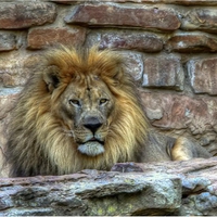 The king