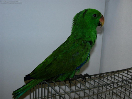 POLLY - cage, parrot, sitting, green