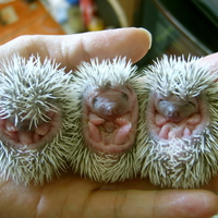 Three Sweet Baby Hedgehog