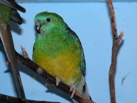 PRETTY - branch, sitting, green, blue