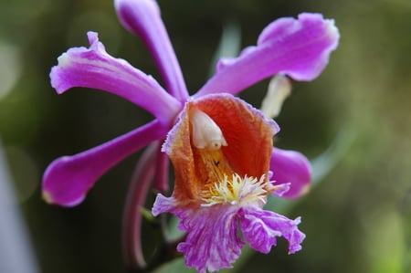 ORCHID - nature, purple, flowers, orchid