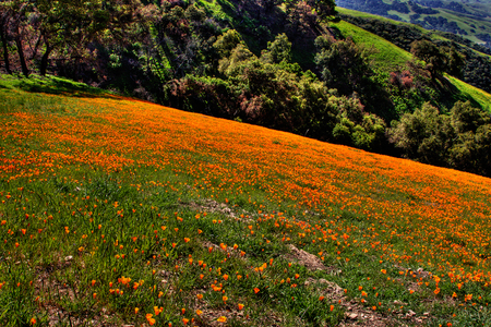 Cuesta_Ridge - fields, nature, carpet, trees, flowers, oranges