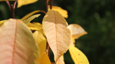 yellow leaves - fall, nature, autumn, photography, closeup, tree