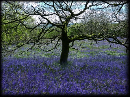 TREE_REVISITED - nature, fields, purple, tree, flowers