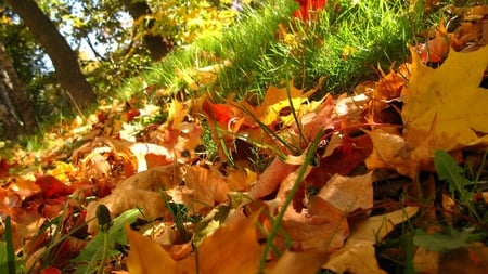 autumns carpet - fall, colorful, nature, autumn, photography, beauty, leaves