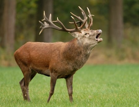 Red Deer calls. - proud, forrest, red, deer, animals, woods