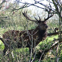 Red Deer between branches