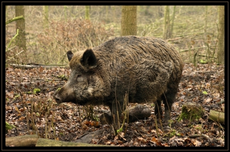 Wild Boar in frame.