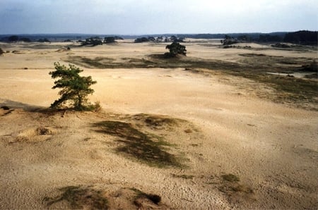 Little desert, drift-sand. - nature, drift, tree, desert, sand