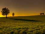 Trees-and-Shadows