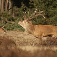 Red Deer