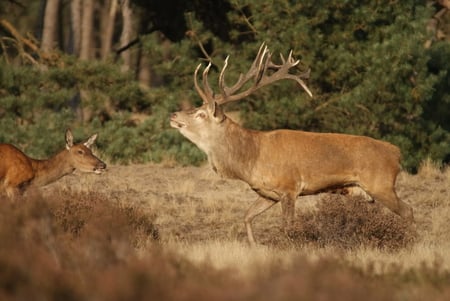 Red Deer - oestrus, nature, red, deer, animals, woods