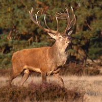 Red Deer-bronsttijd-Nationaal-Park-de-Hoge-Veluwe.