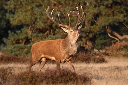 Red Deer-bronsttijd-Nationaal-Park-de-Hoge-Veluwe. - natianal, red, deer, bronsttijd, de hoge veluwe, park, animals