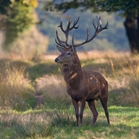 Red Deer listening