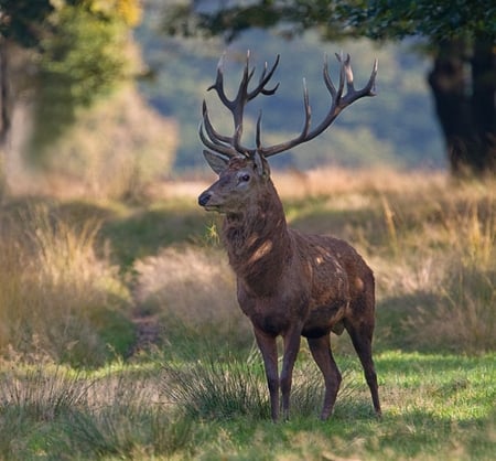 Red Deer listening - woods, red, animals, forrest, listening, deer