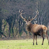 Red Deer looks back.