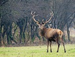 Red Deer looks back.