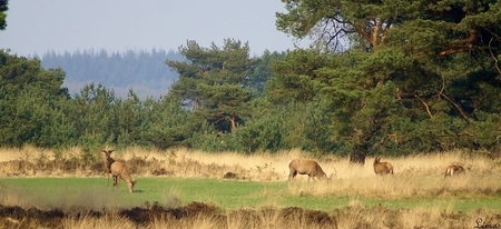 Edelherten en Hindes - nature, red, deer, hind, animals, woods